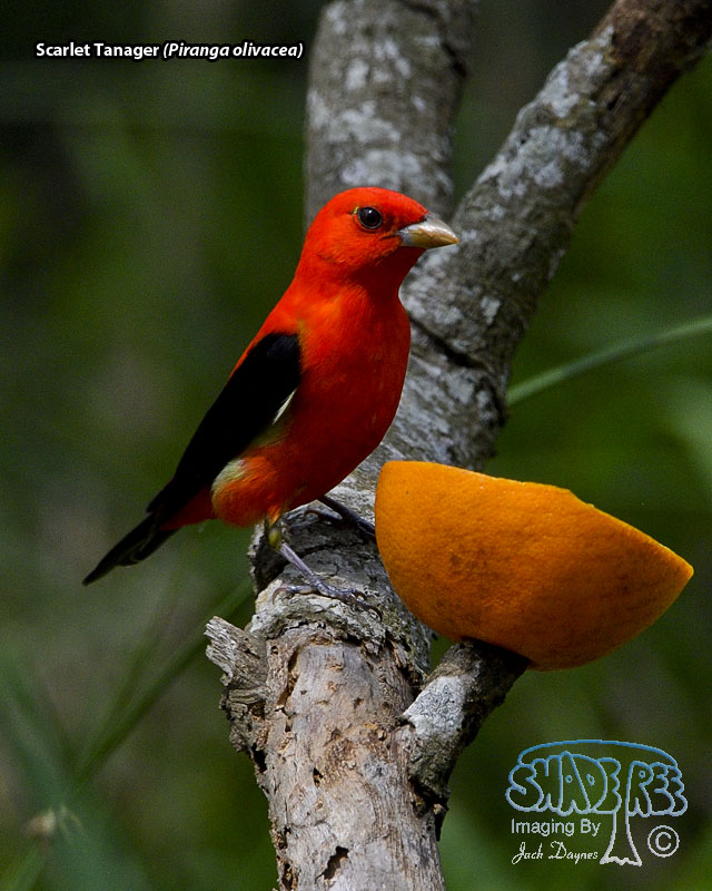 Scarlet Tanager - Piranga olivacea