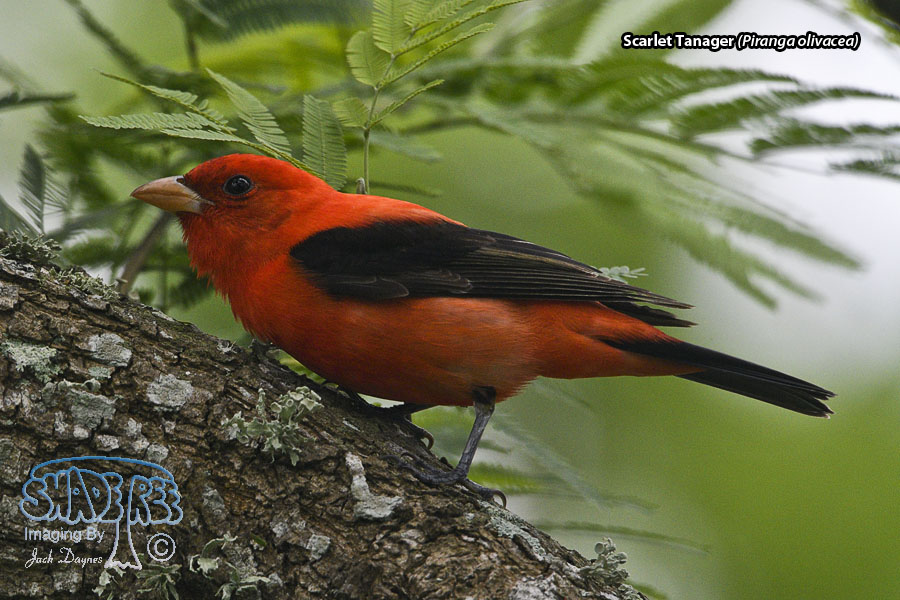 Scarlet Tanager - Piranga olivacea