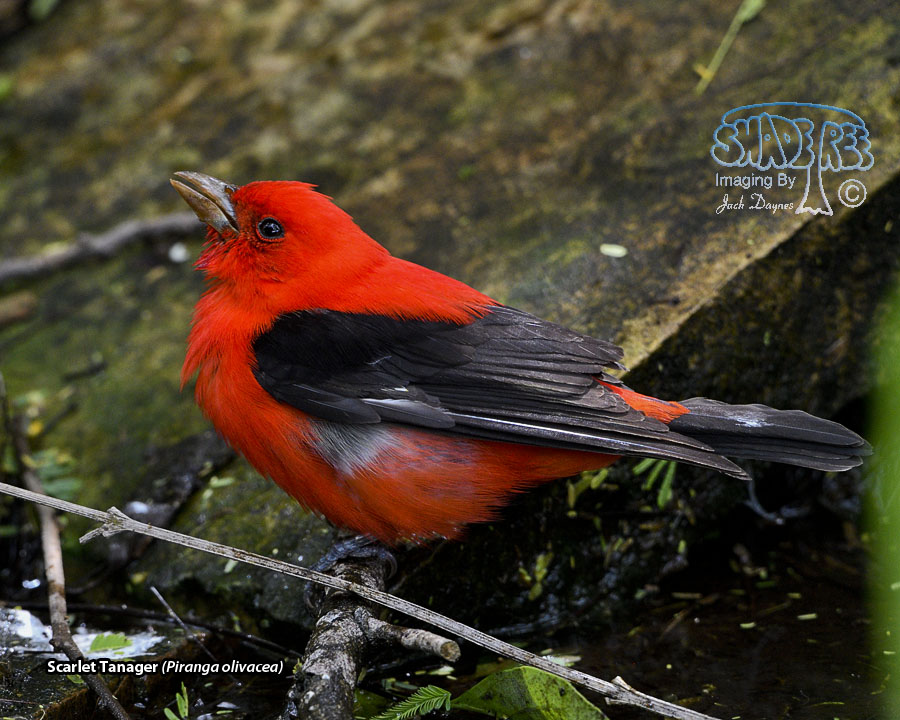Scarlet Tanager - Piranga olivacea
