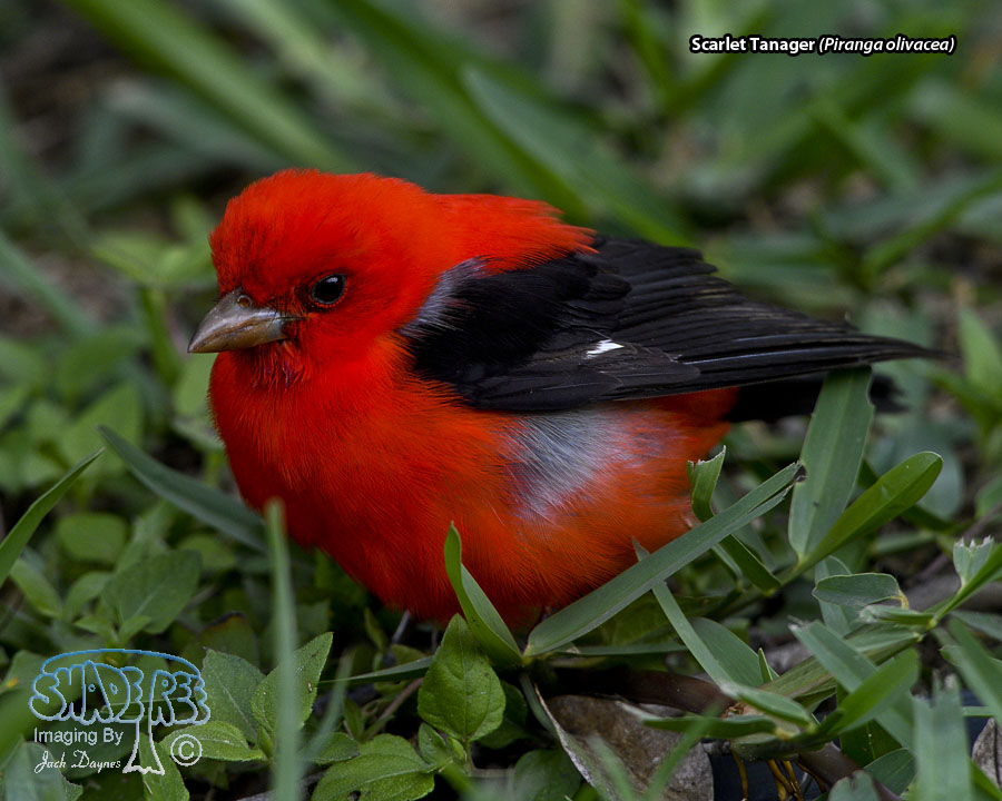 Scarlet Tanager - Piranga olivacea