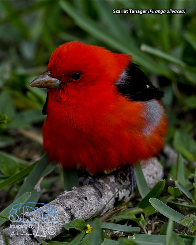 Scarlet Tanager - Piranga olivacea