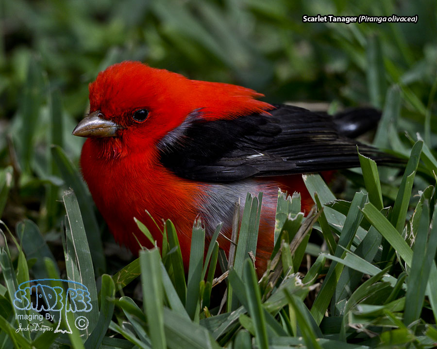 Scarlet Tanager - Piranga olivacea
