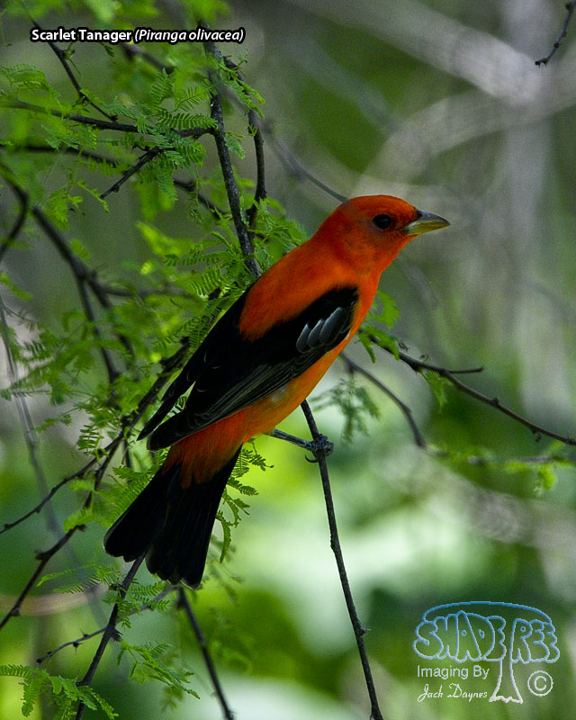 Scarlet Tanager - Piranga olivacea