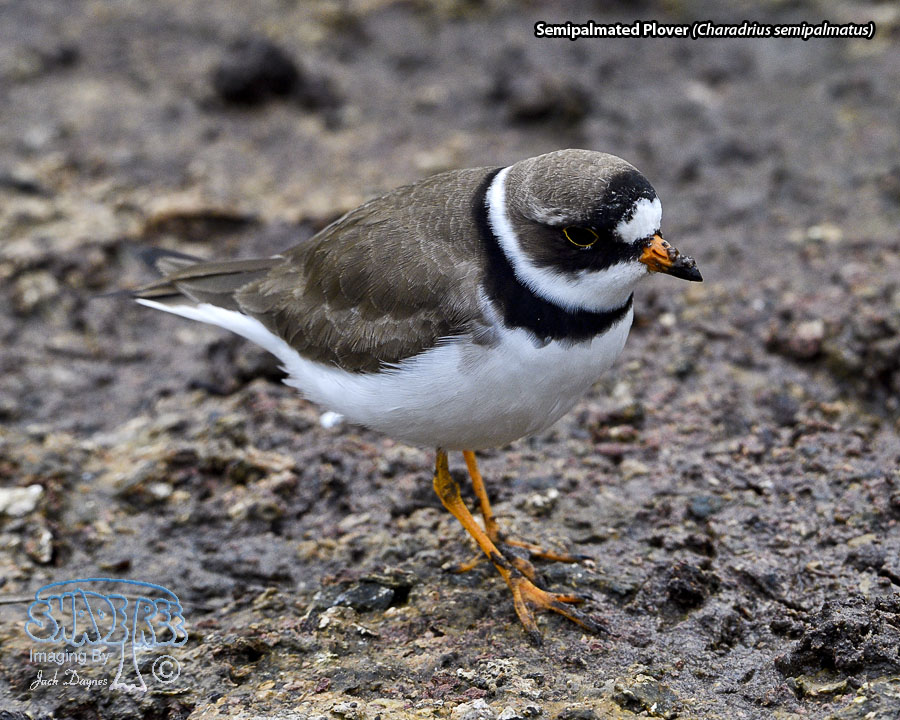 Semipalmated Plover - Charadrius semipalmatus