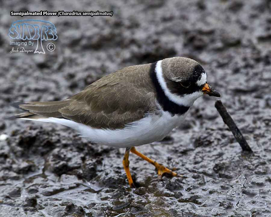 Semipalmated Plover - Charadrius semipalmatus