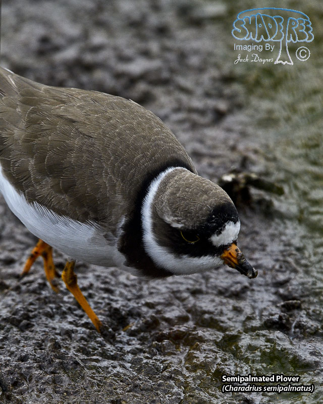 Semipalmated Plover - Charadrius semipalmatus