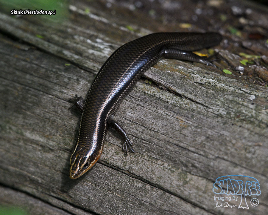 Skink - Plestiodon sp.