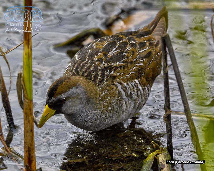 Sora - Porzana carolina