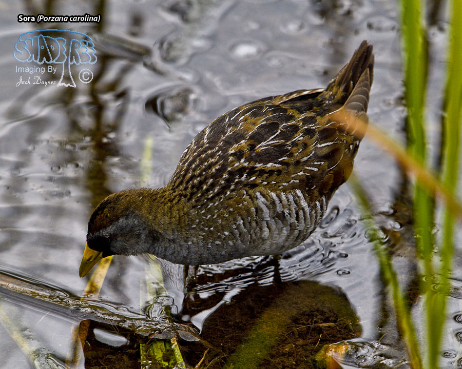 Sora - Porzana carolina