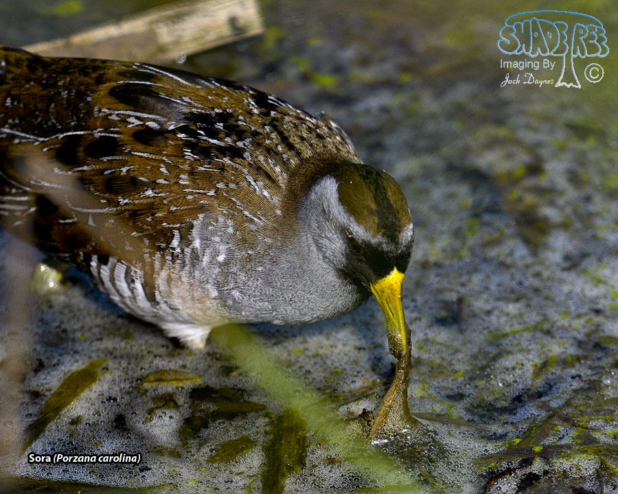 Sora - Porzana carolina