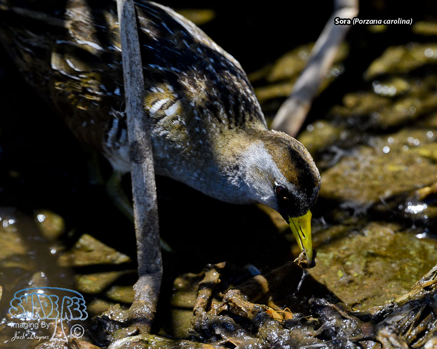 Sora - Porzana carolina