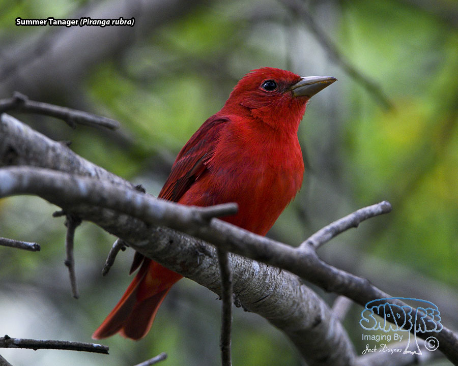 Summer Tanager - Piranga rubra
