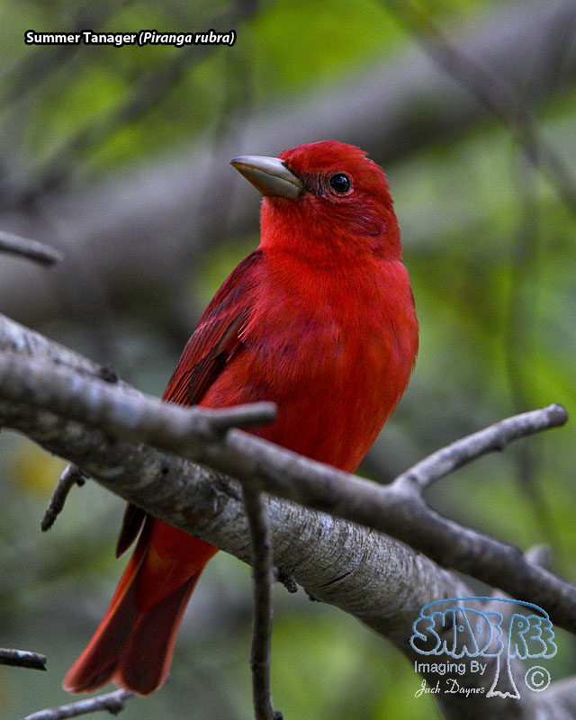 Summer Tanager - Piranga rubra