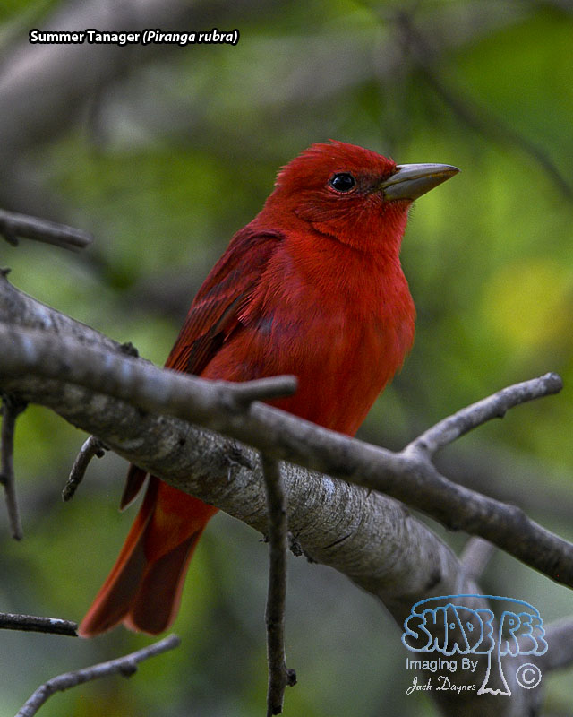Summer Tanager - Piranga rubra