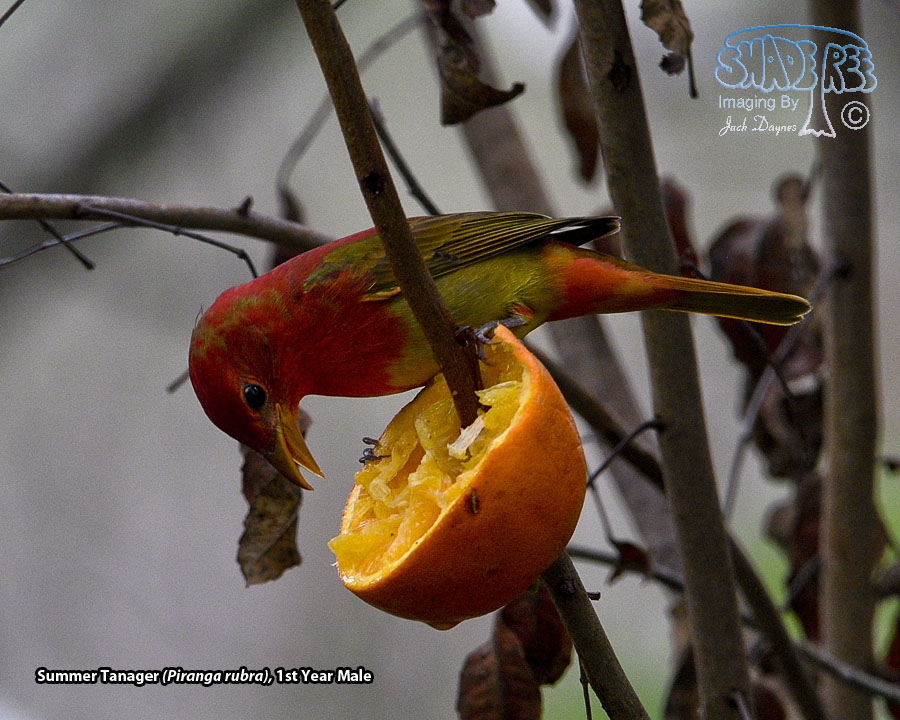 Summer Tanager - Piranga rubra