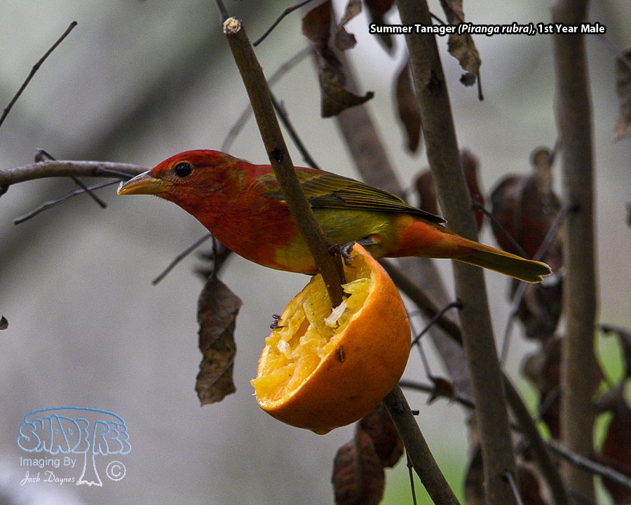 Summer Tanager - Piranga rubra