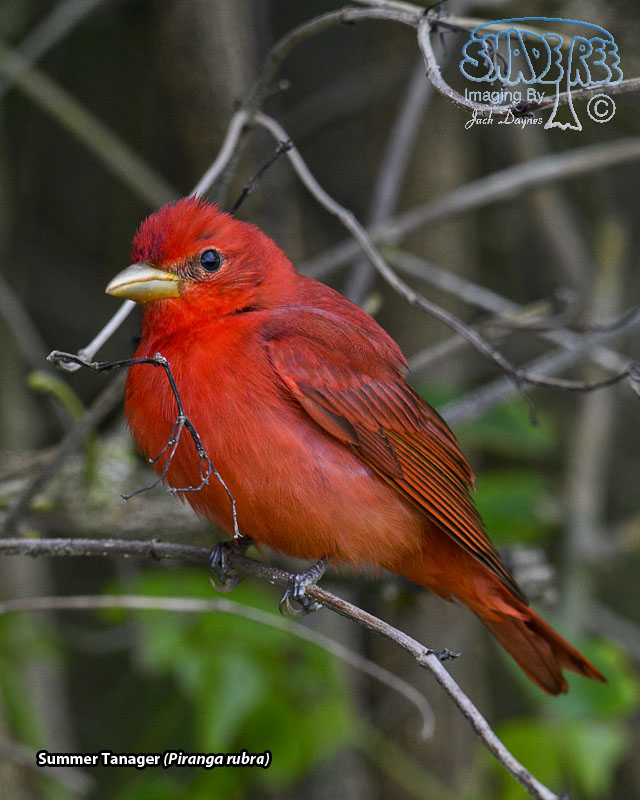 Summer Tanager - Piranga rubra