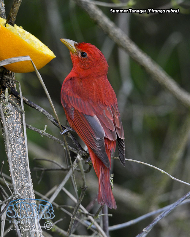 Summer Tanager - Piranga rubra