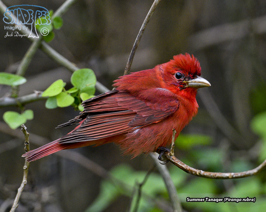 Summer Tanager - Piranga rubra