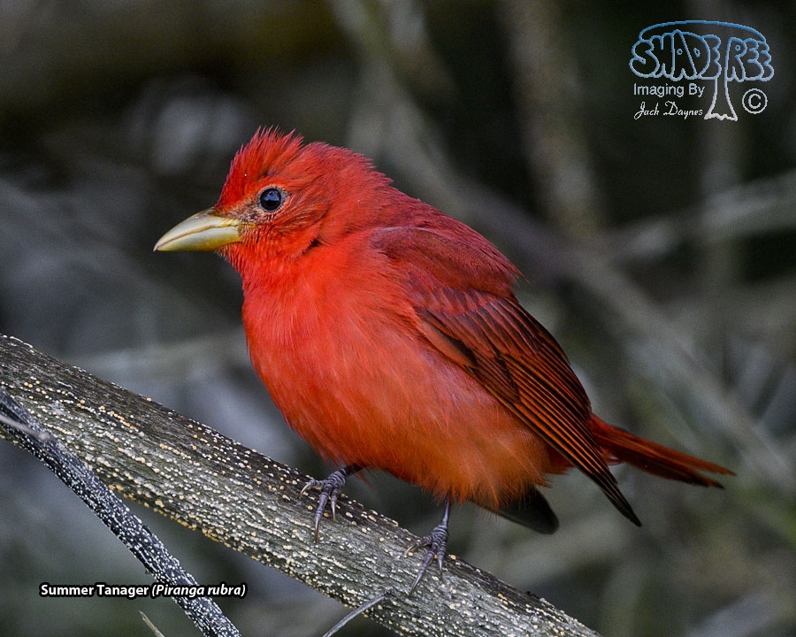 Summer Tanager - Piranga rubra