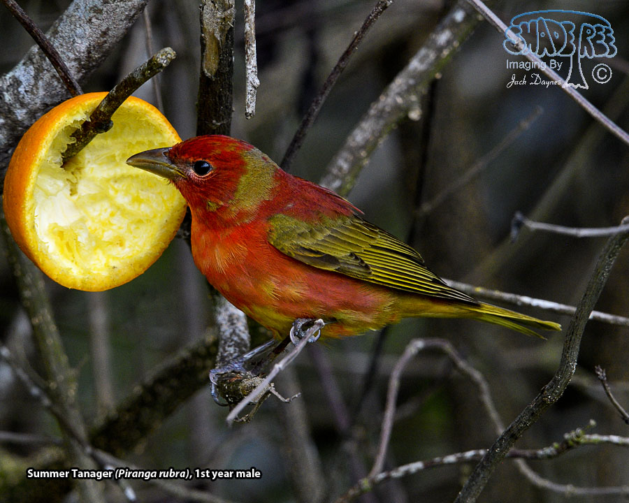 Summer Tanager - Piranga rubra
