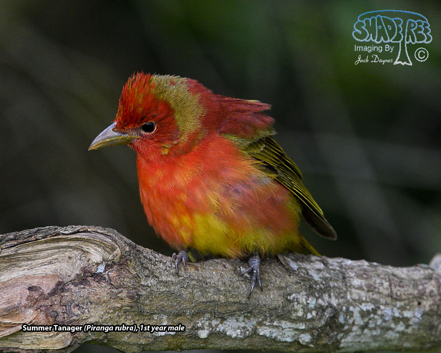Summer Tanager - Piranga rubra