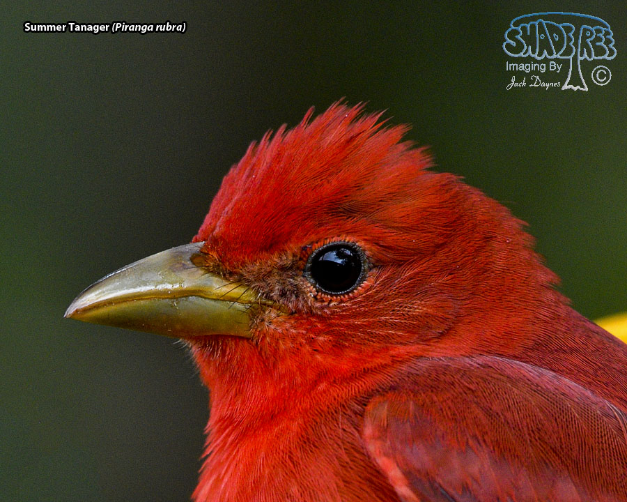 Summer Tanager - Piranga rubra