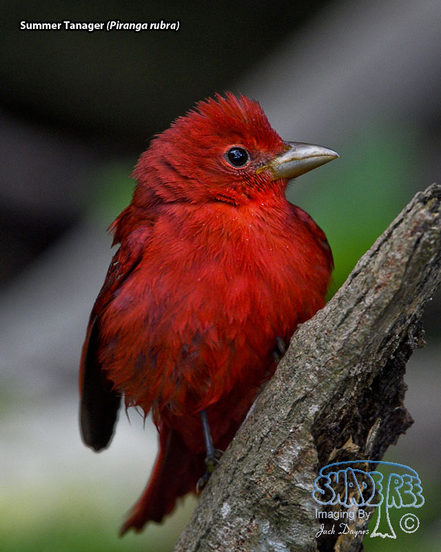 Summer Tanager - Piranga rubra