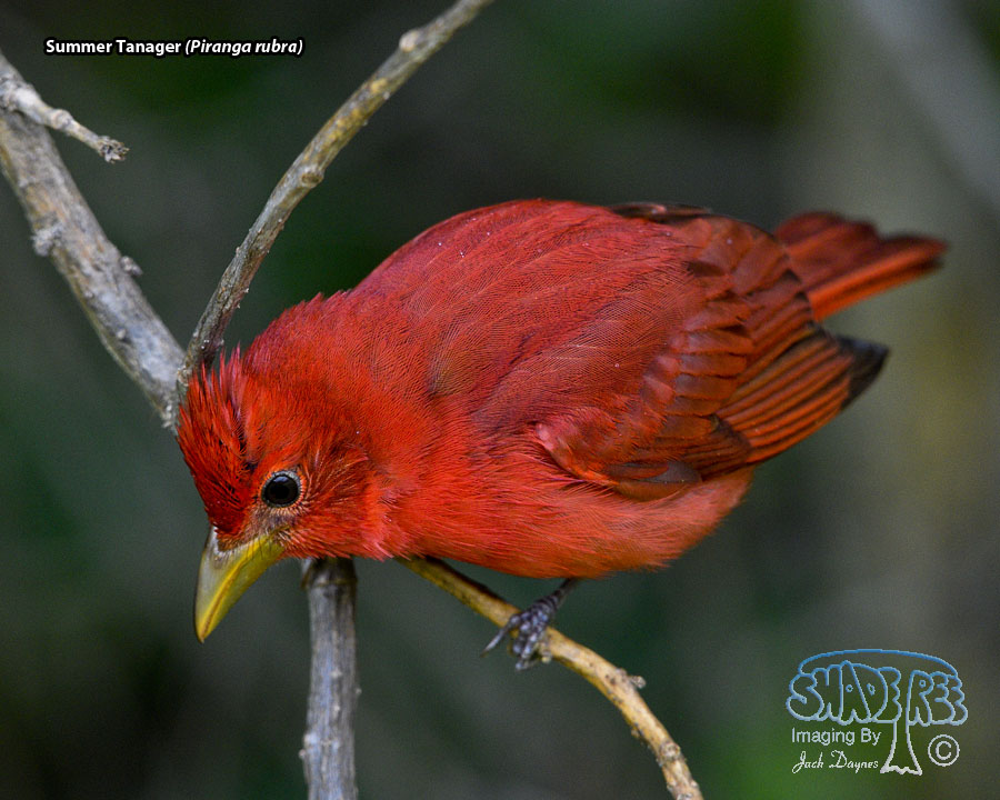 Summer Tanager - Piranga rubra