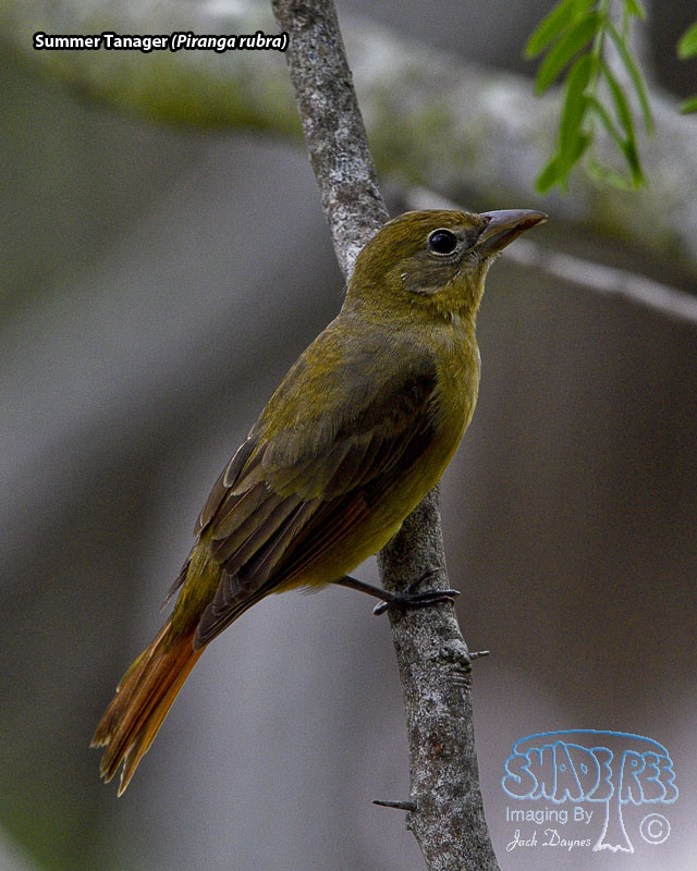 Summer Tanager - Piranga rubra