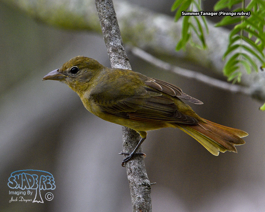 Summer Tanager - Piranga rubra