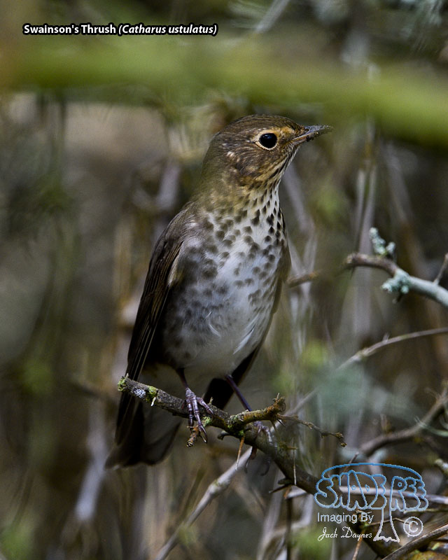 Swainson's Thrush - Catharus ustulatus