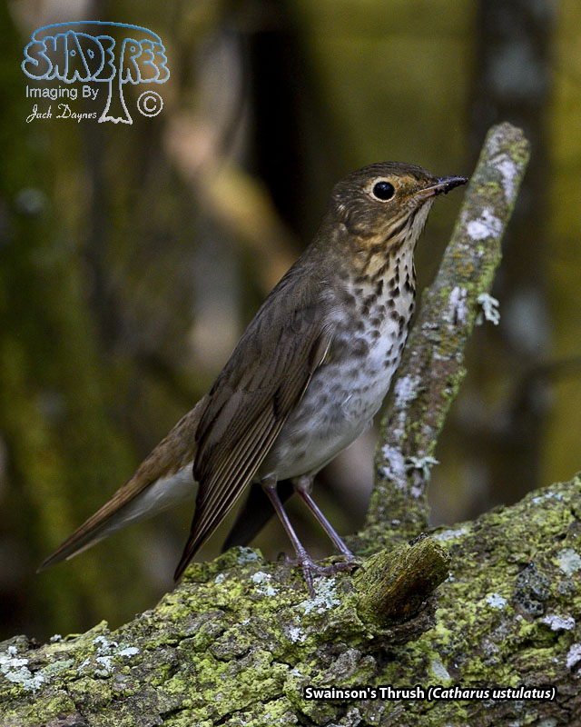 Swainson's Thrush - Catharus ustulatus