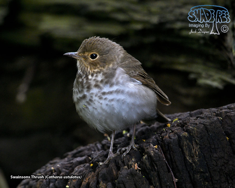 Swainson's Thrush - Catharus ustulatus
