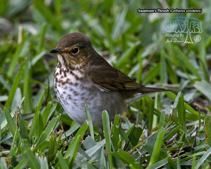Swainson's Thrush - Catharus ustulatus
