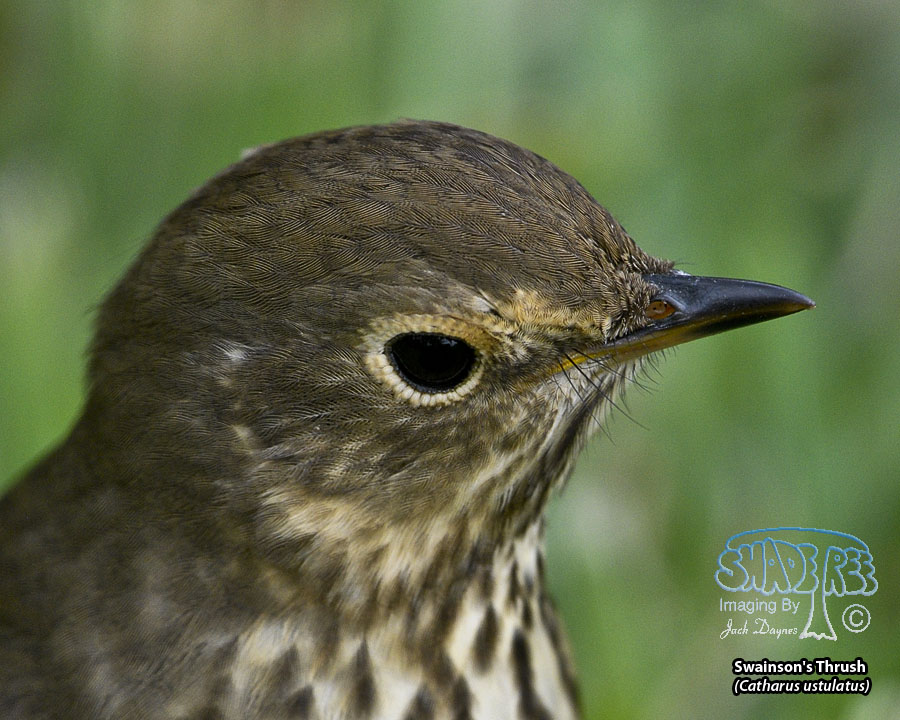 Swainson's Thrush - Catharus ustulatus