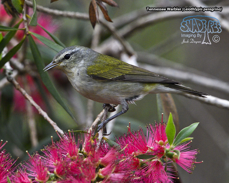 Tennessee Warbler - Leiothlypis peregrina