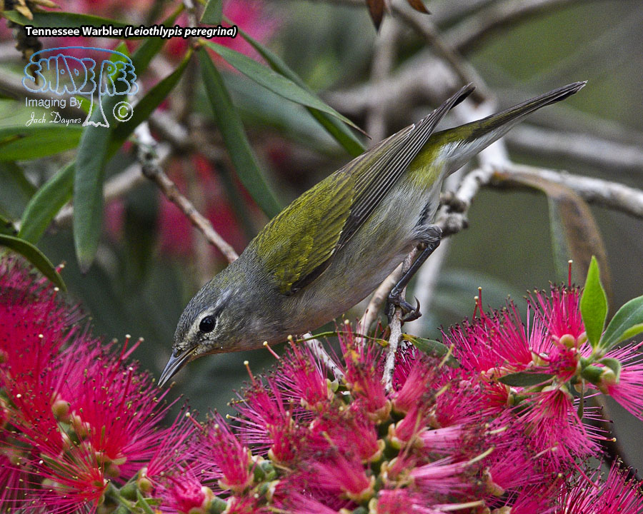 Tennessee Warbler - Leiothlypis peregrina