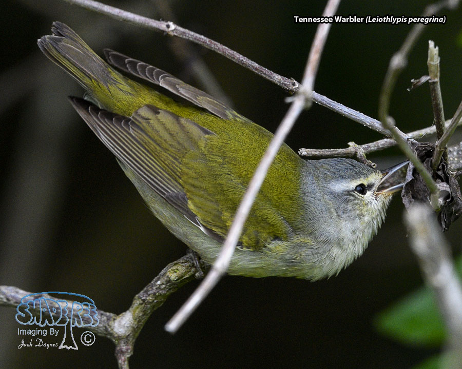 Tennessee Warbler - Leiothlypis peregrina