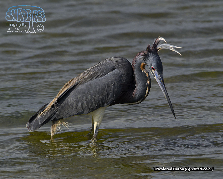 Tricolored Heron - Egretta tricolor