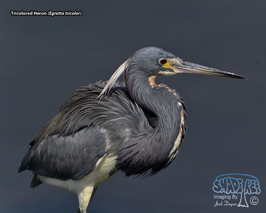 Tricolored Heron - Egretta tricolor