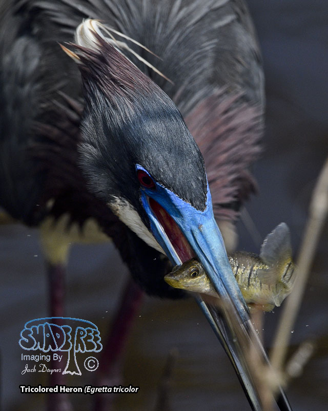 Tricolored Heron - Egretta tricolor