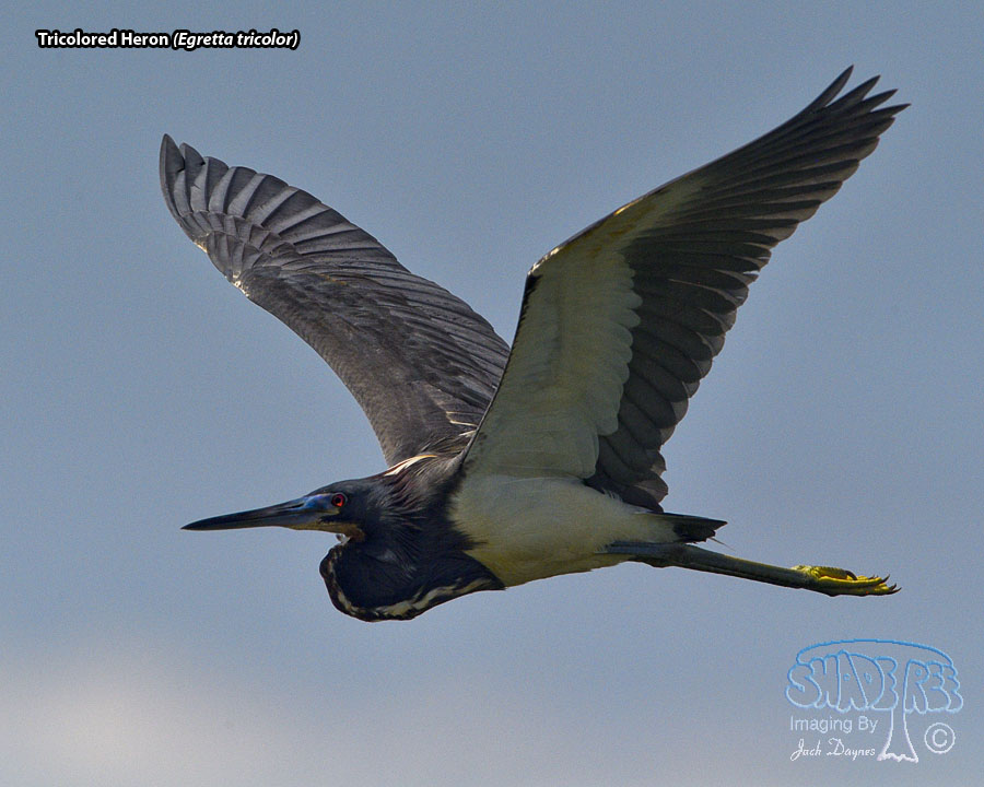 Tricolored Heron - Egretta tricolor