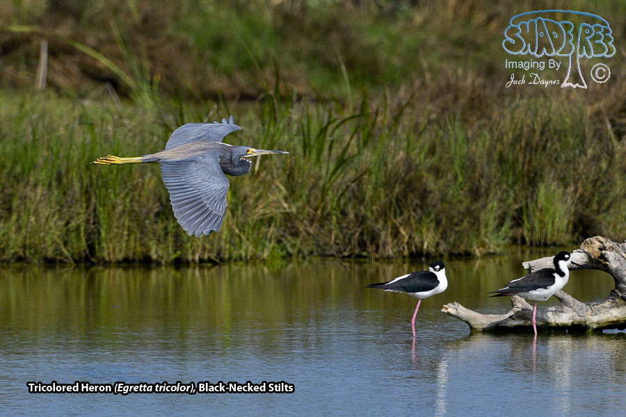Tricolored Heron - Egretta tricolor