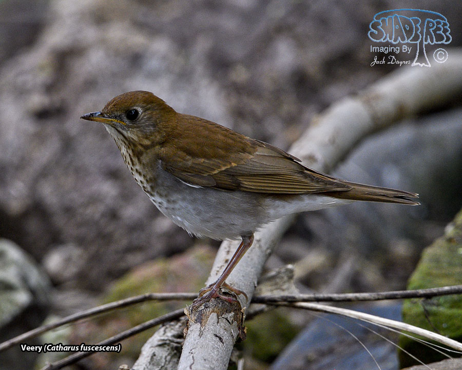 Veery - Catharus fuscescens