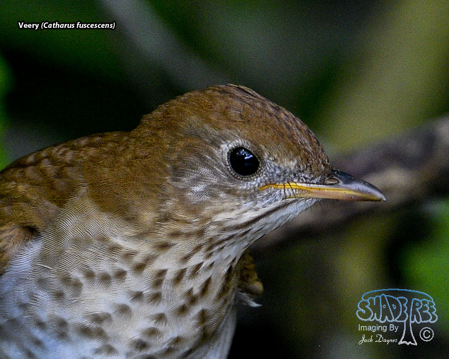 Veery - Catharus fuscescens