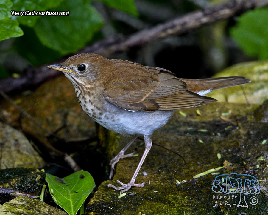 Veery - Catharus fuscescens