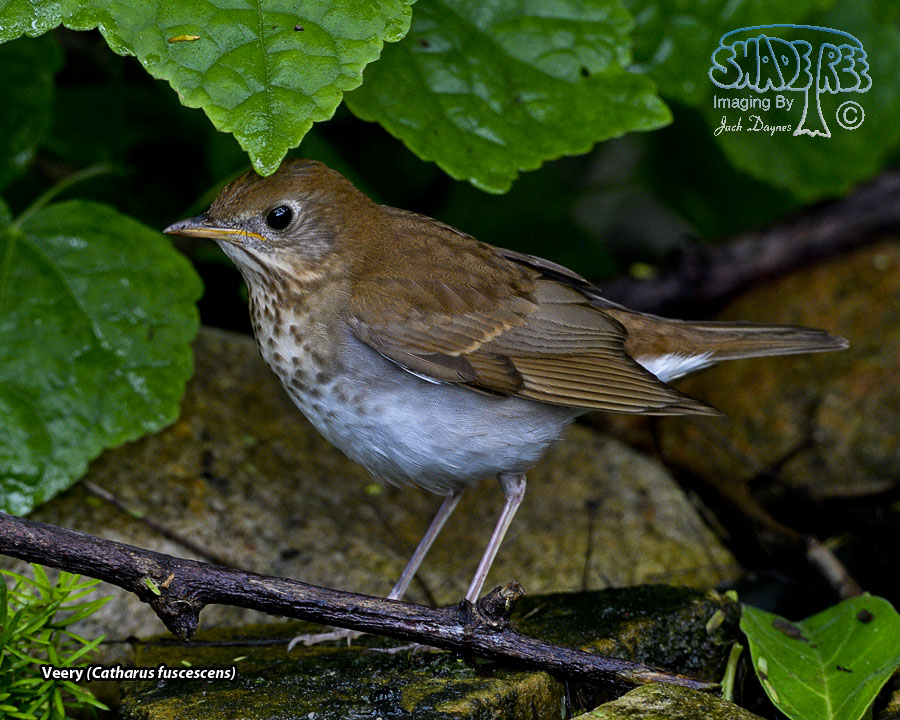 Veery - Catharus fuscescens