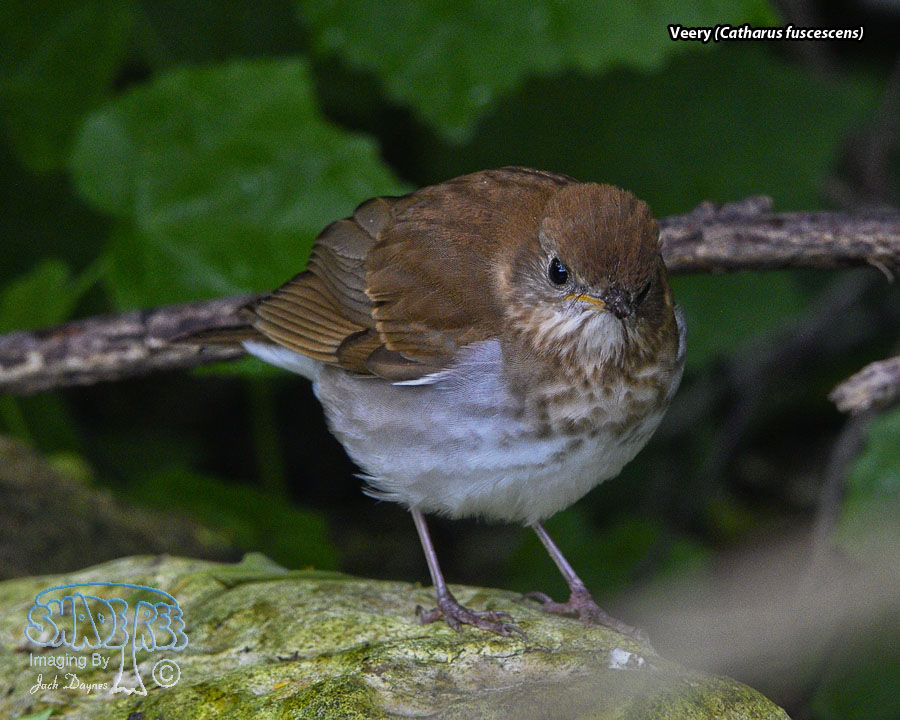 Veery - Catharus fuscescens