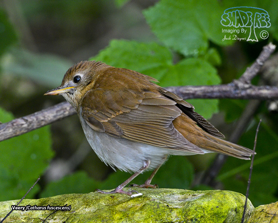 Veery - Catharus fuscescens